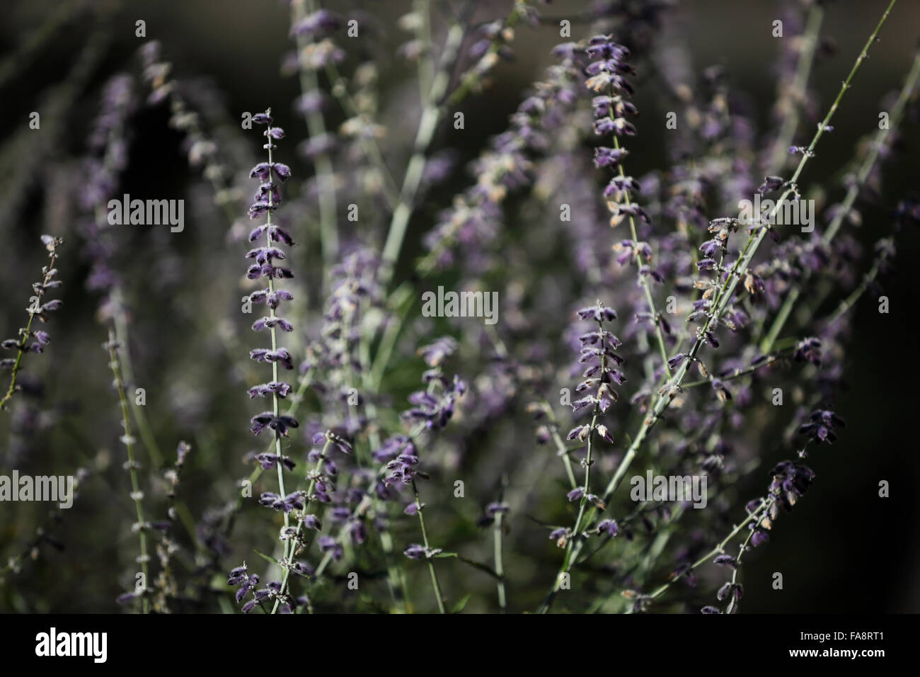 Fleurs de sauge russe Banque D'Images