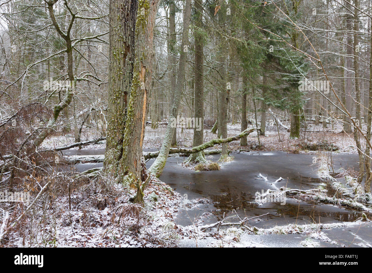 Vieux sapins brisés moss enveloppée de vieux peuplement naturel de la forêt de Bialowieza en partie par l'eau gelée,la forêt de Bialowieza, Pologne,Europe Banque D'Images