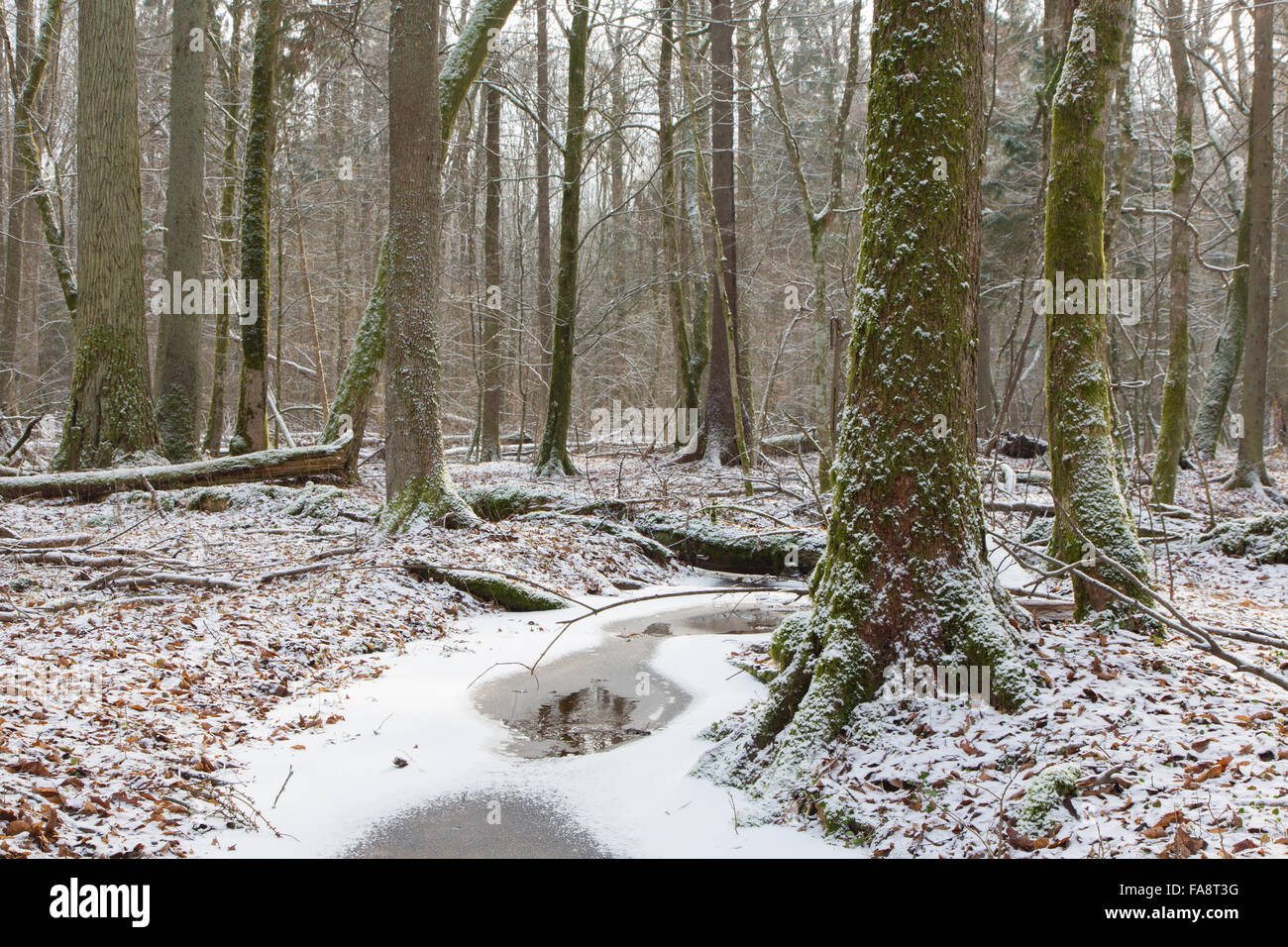 Hiver vieux peuplement naturel de la forêt de Bialowieza en partie par d'eau gelés,la forêt de Bialowieza, Pologne,Europe Banque D'Images