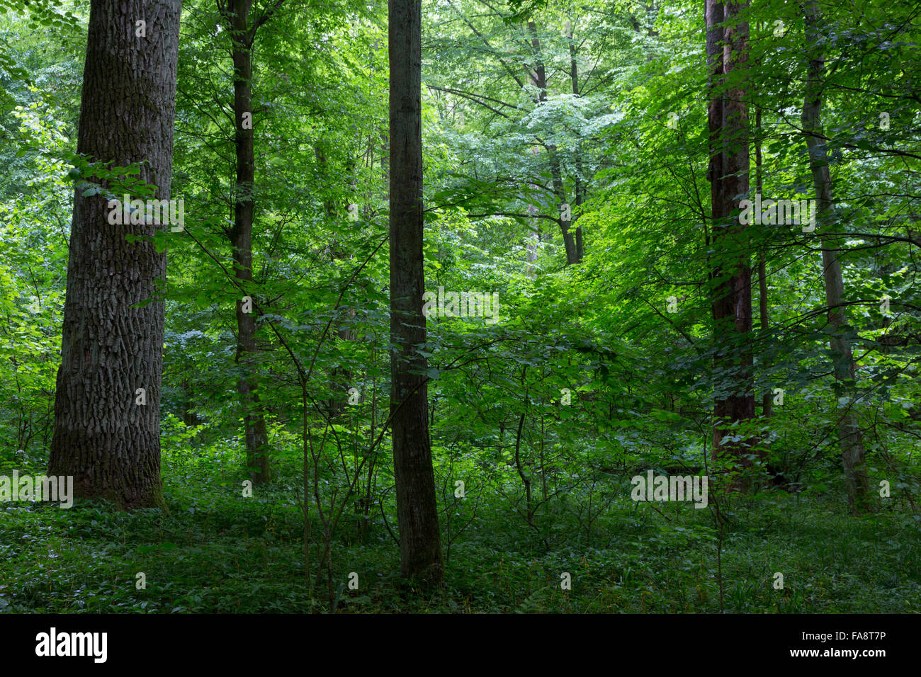 Naturel ombragé peuplement feuillu de la forêt de Bialowieza witj quelques vieux arbres, la forêt de Bialowieza, Pologne,Europe Banque D'Images