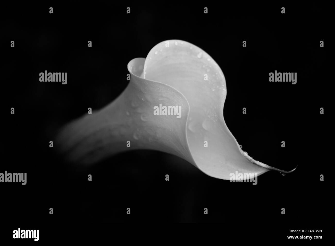 Ou d'arum calla lily sur fond noir (Zantedeschia aethiopica) Banque D'Images