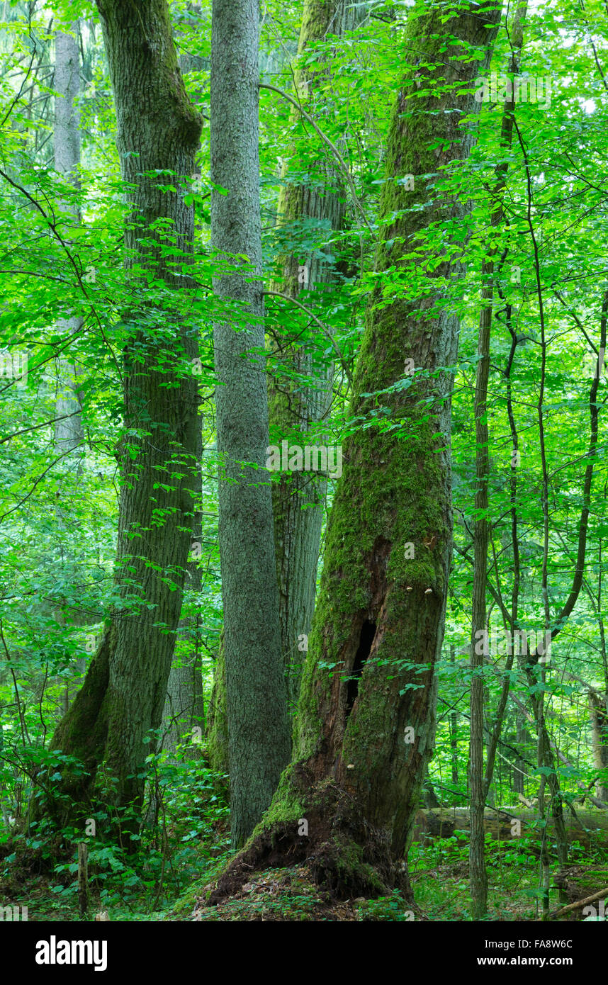 L'épinette et de vieux chênes en été, vieux peuplement feuillu de la forêt de Bialowieza, forêt de Bialowieza,Pologne,Europe Banque D'Images