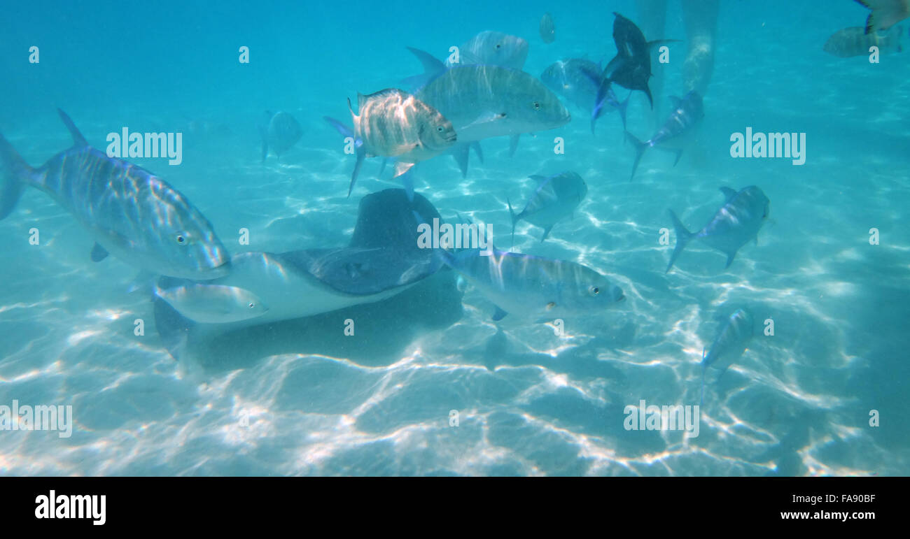 Curieux, amical des raies dans le lagon de Moorea, Polynésie française. Banque D'Images