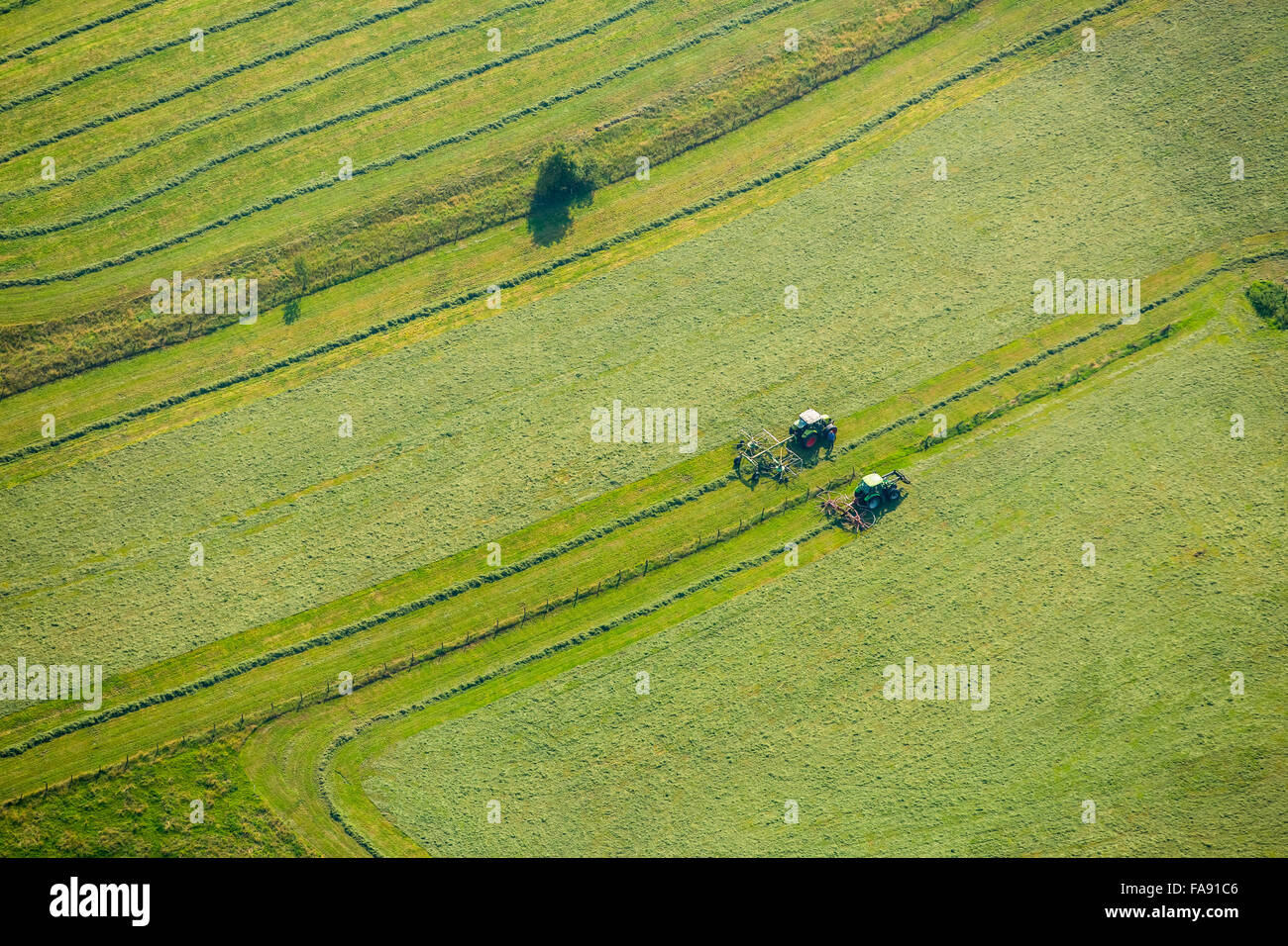 La fenaison dans Meschede avec deux faneuses hay hay avec tracteur, les faneuses, Meschede, Sauerland, Rhénanie du Nord-Westphalie, Allemagne, Banque D'Images