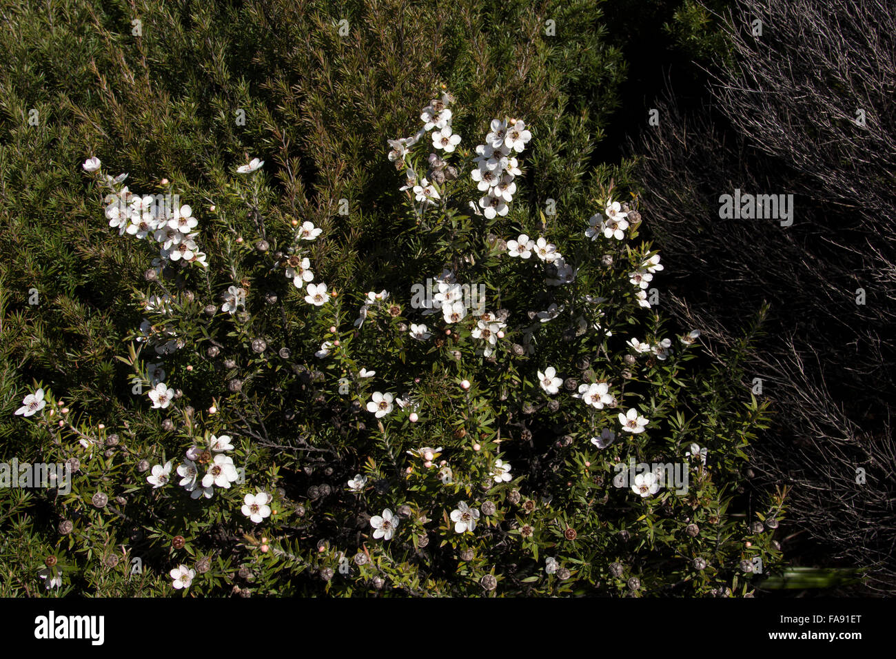 Dans les régions sèches d'Australie le bush Manuka Leptospermum scoparium est de plus en plus. La native plant est la source pour le miel. Banque D'Images