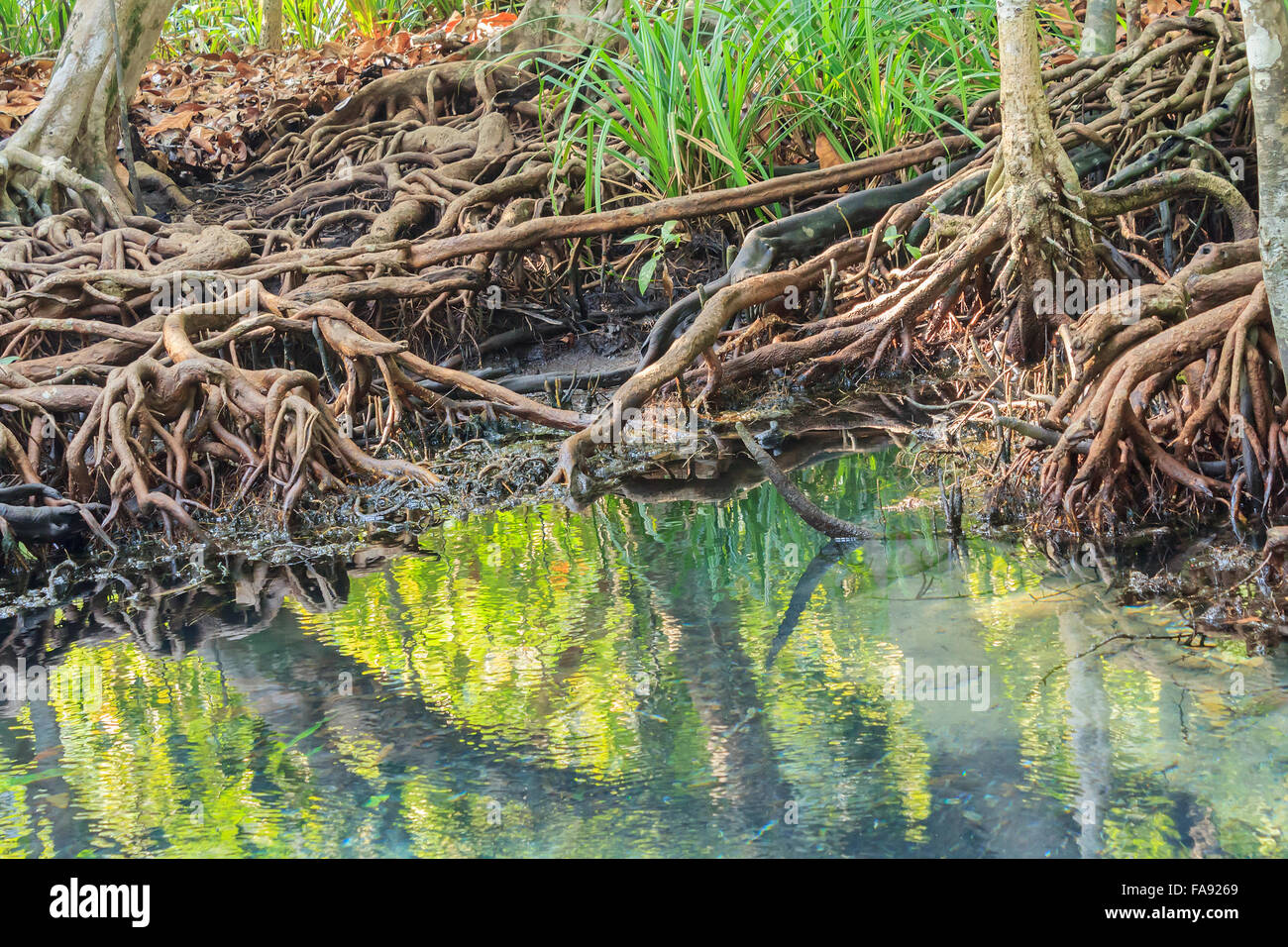 Vieille forêt de mangroves eaux intérieures Pa Phru Thapom Klong Chanson Nam, Krabi, Thaïlande Banque D'Images