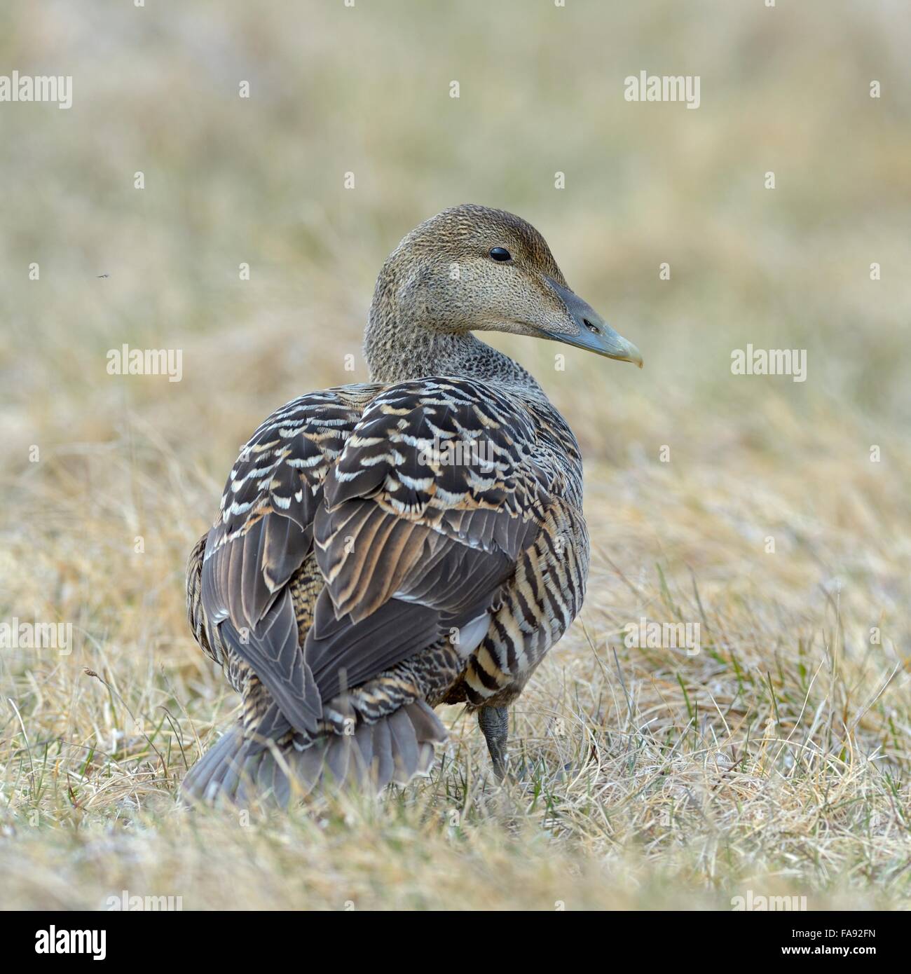 Eider à duvet (Somateria mollissima), les femmes dans l'herbe, Breidafjordur, Flatey, à l'ouest de l'Islande, Islande Banque D'Images