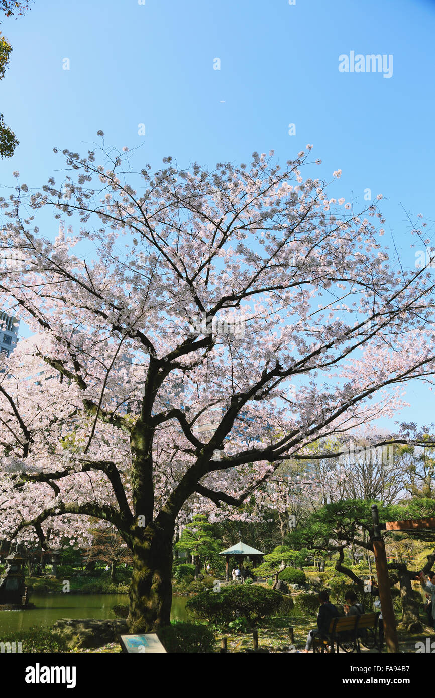 Cerisiers en fleurs à Tokyo Banque D'Images