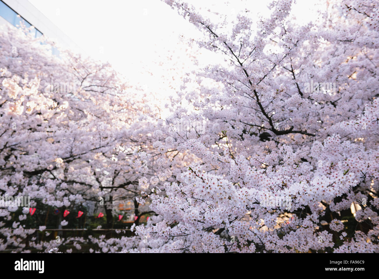 Les fleurs de cerisier en pleine floraison à rivière Meguro, Tokyo, Japon Banque D'Images