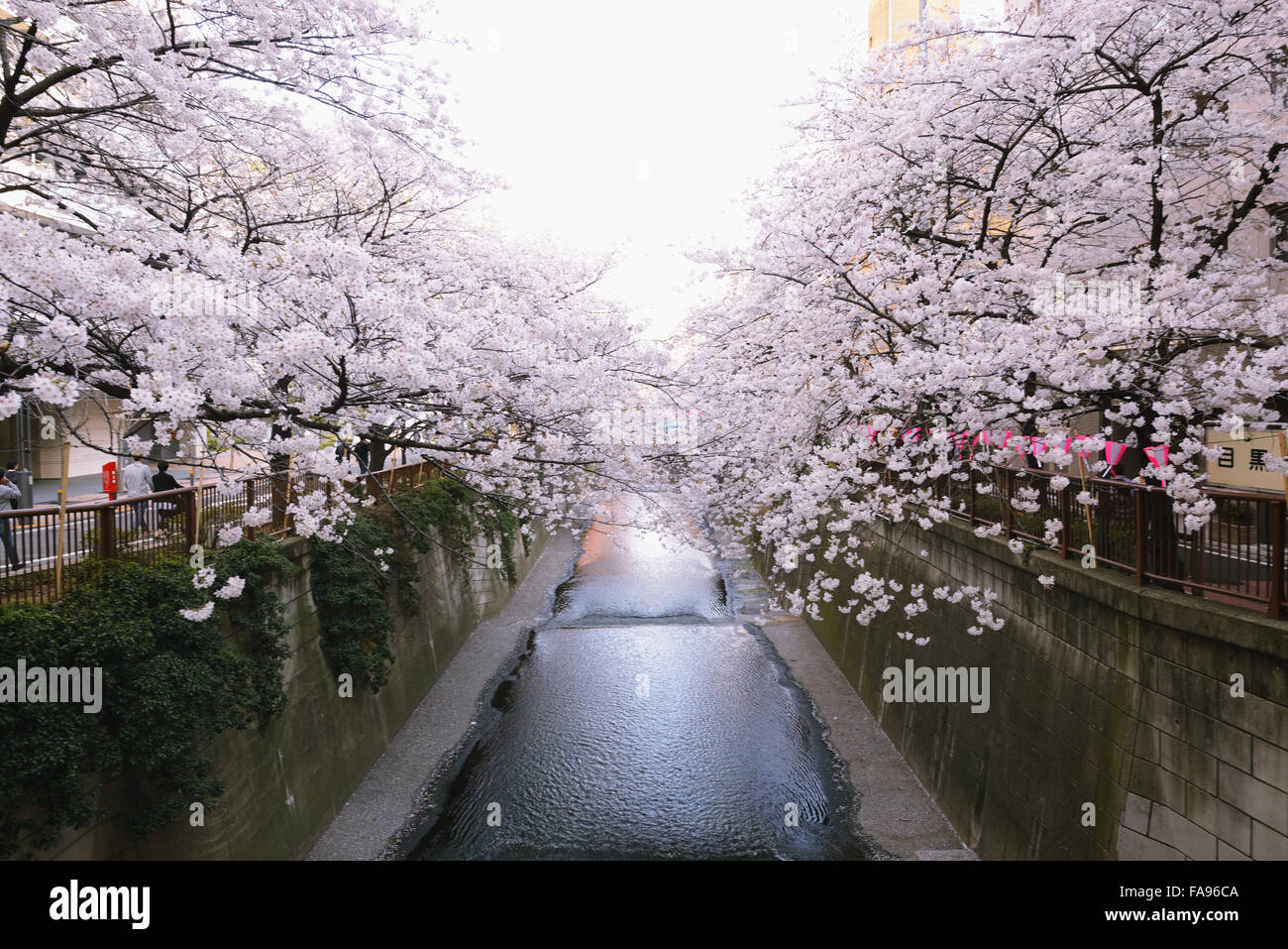 Les fleurs de cerisier en pleine floraison à rivière Meguro, Tokyo, Japon Banque D'Images