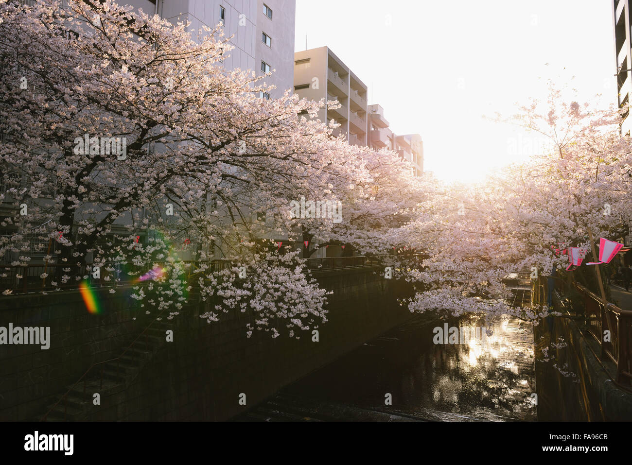 Les fleurs de cerisier en pleine floraison à rivière Meguro, Tokyo, Japon Banque D'Images