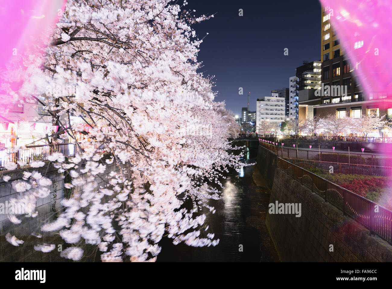Les fleurs de cerisier en pleine floraison à rivière Meguro, Tokyo, Japon Banque D'Images