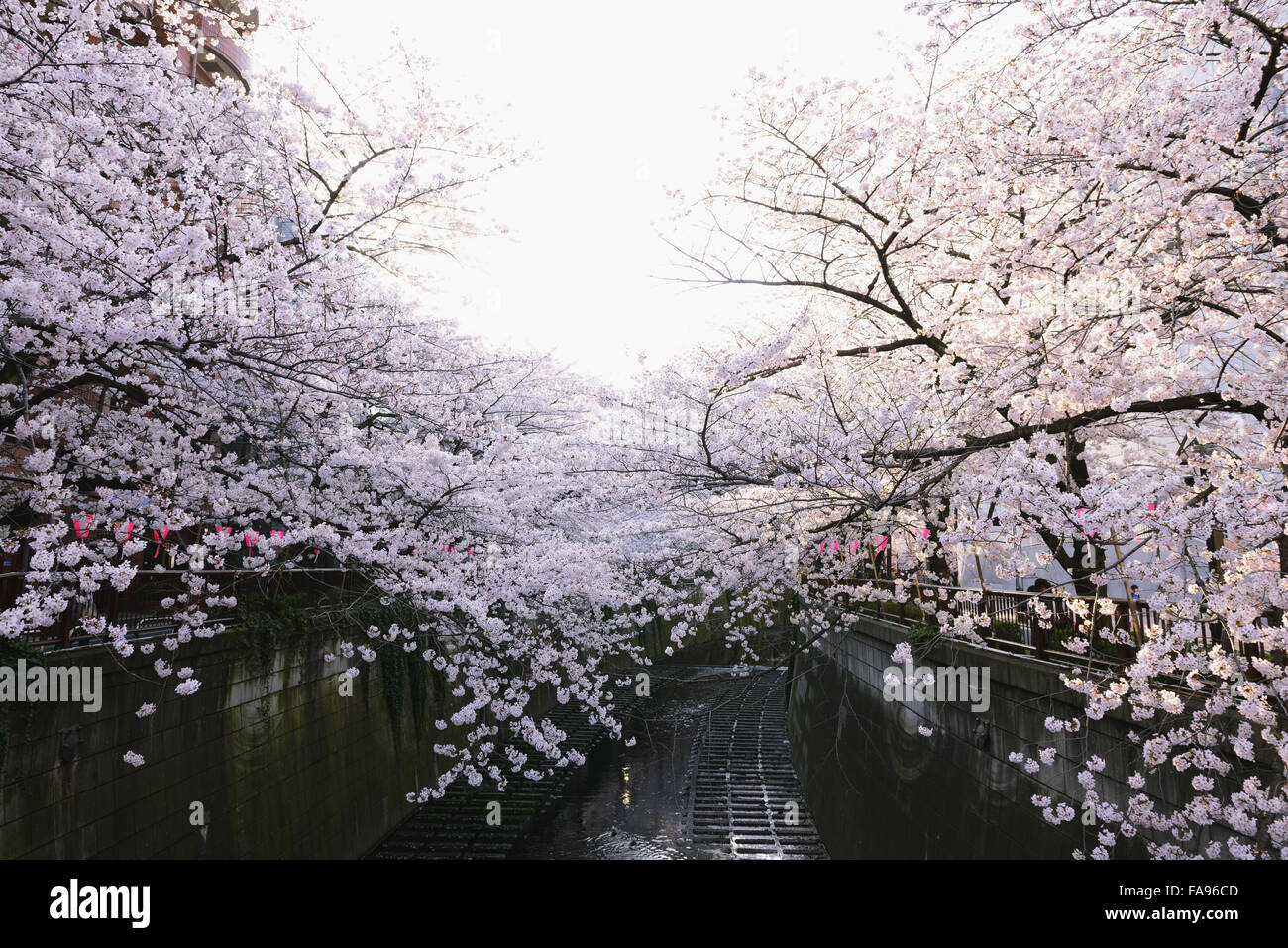 Les fleurs de cerisier en pleine floraison à rivière Meguro, Tokyo, Japon Banque D'Images