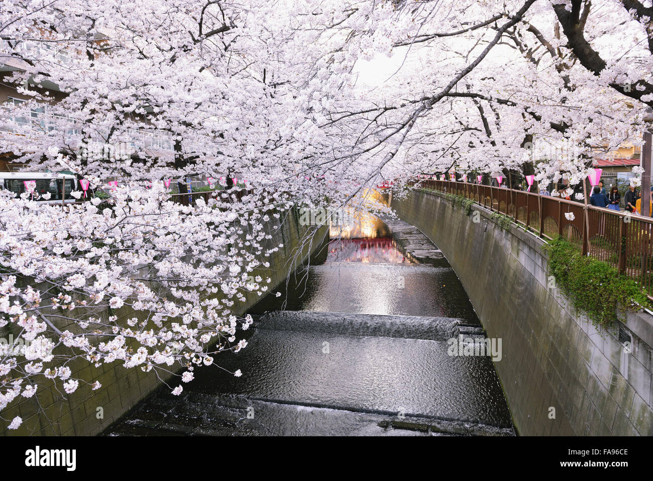 Les fleurs de cerisier en pleine floraison à rivière Meguro, Tokyo, Japon Banque D'Images