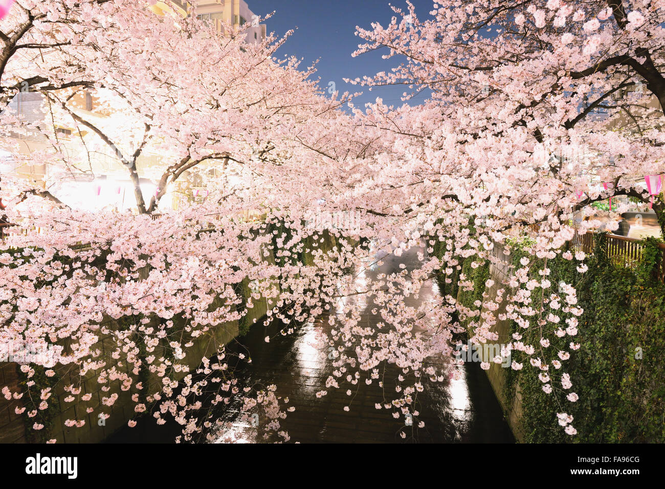 Les fleurs de cerisier en pleine floraison à rivière Meguro, Tokyo, Japon Banque D'Images