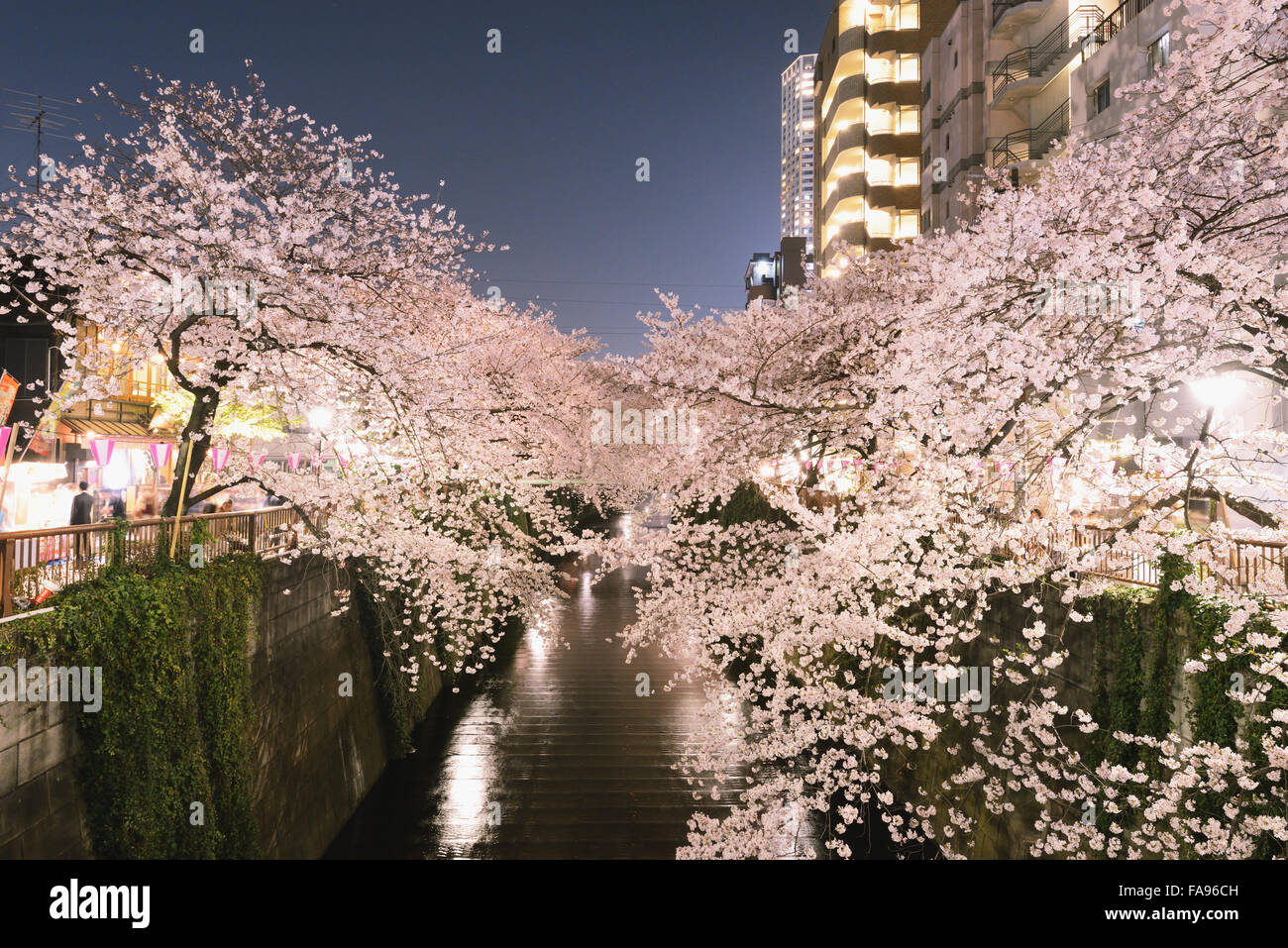 Les fleurs de cerisier en pleine floraison à rivière Meguro, Tokyo, Japon Banque D'Images