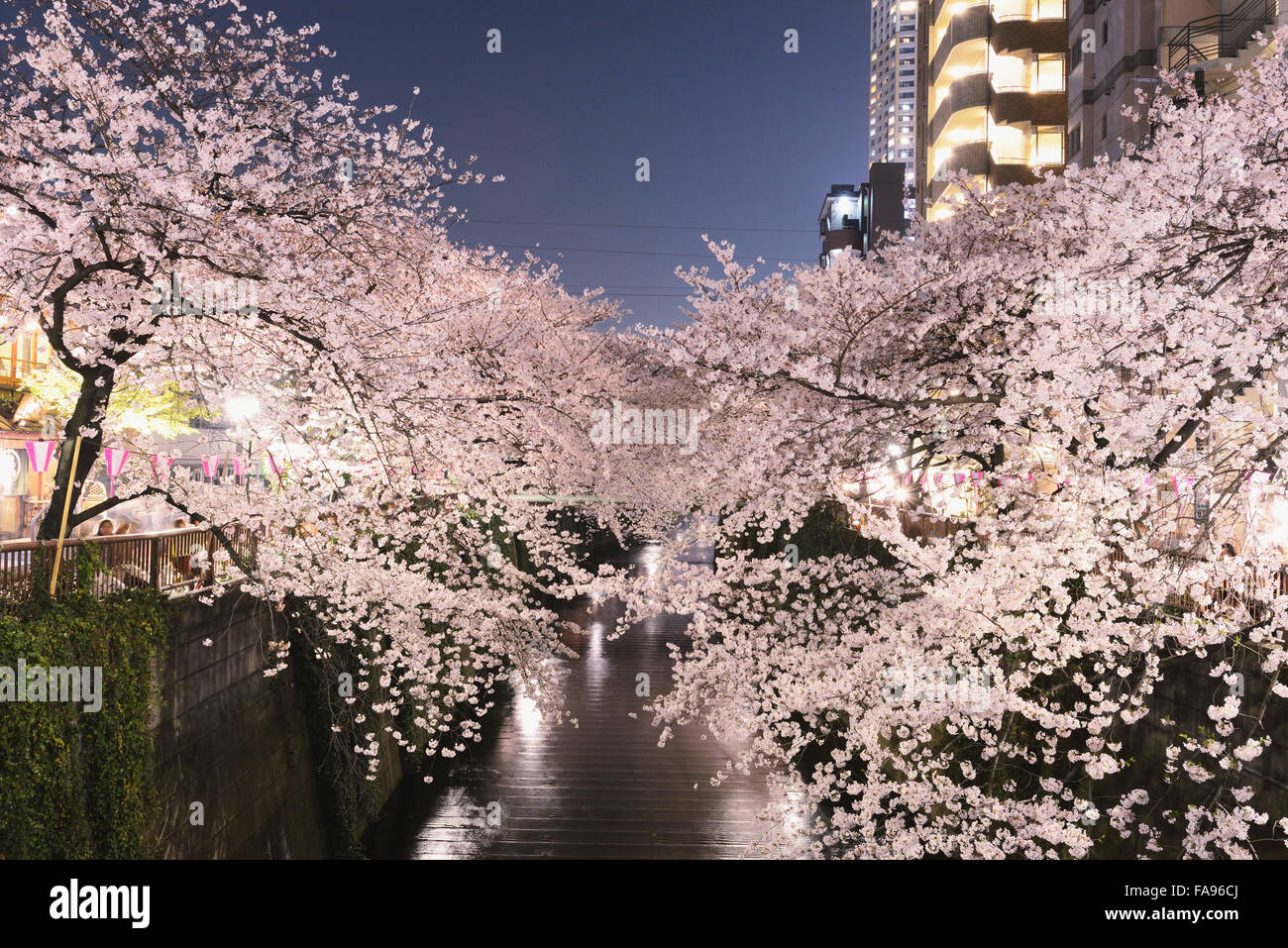 Les fleurs de cerisier en pleine floraison à rivière Meguro, Tokyo, Japon Banque D'Images