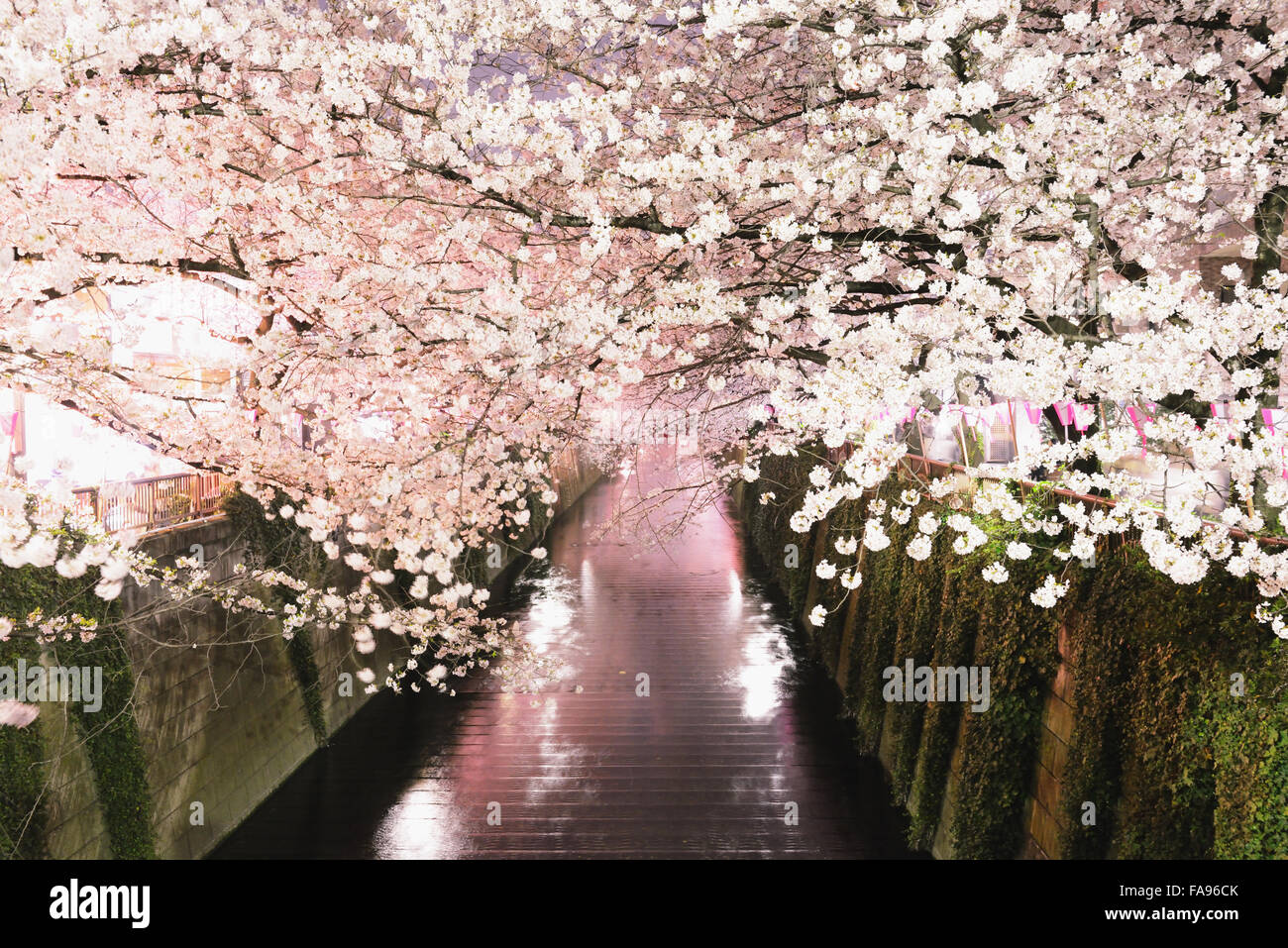 Les fleurs de cerisier en pleine floraison à rivière Meguro, Tokyo, Japon Banque D'Images