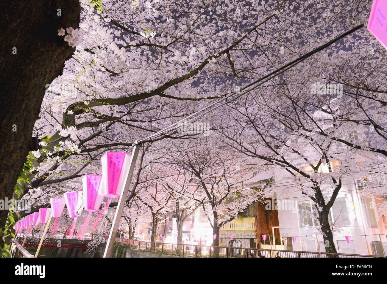 Les fleurs de cerisier en pleine floraison à rivière Meguro, Tokyo, Japon Banque D'Images