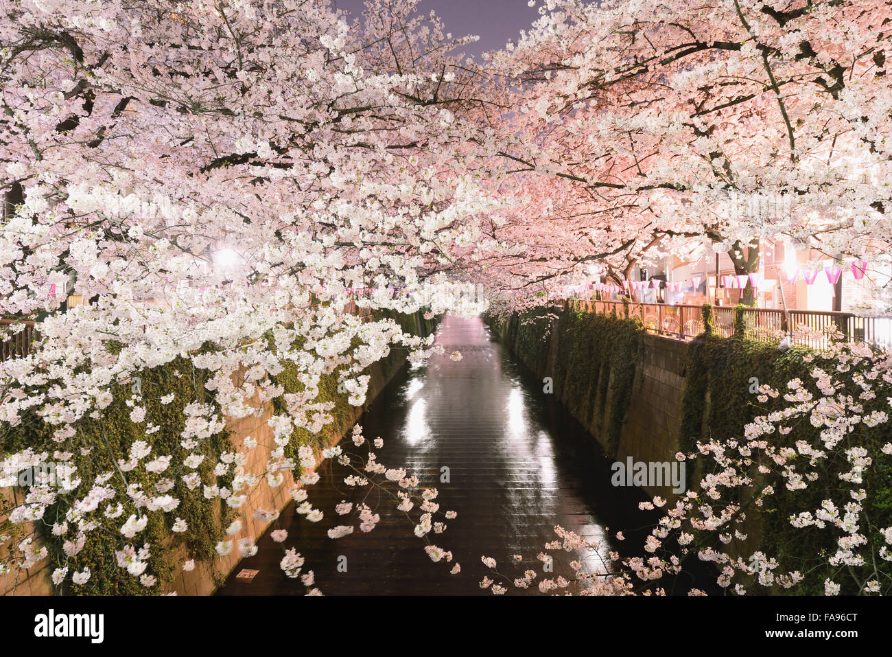 Les fleurs de cerisier en pleine floraison à rivière Meguro, Tokyo, Japon Banque D'Images