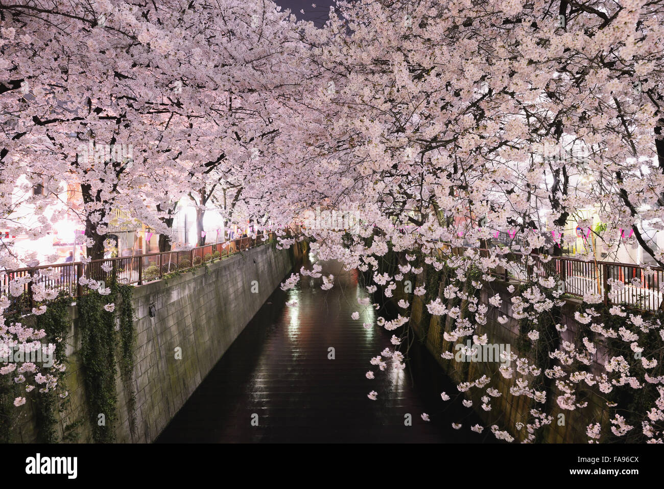 Les fleurs de cerisier en pleine floraison à rivière Meguro, Tokyo, Japon Banque D'Images