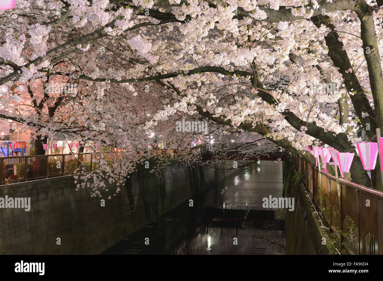 Les fleurs de cerisier en pleine floraison à rivière Meguro, Tokyo, Japon Banque D'Images