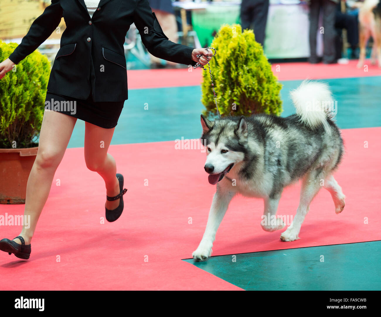 Chien et femme, à l'exhibition - exposition chien national XIX de la Catalogne à Vic Banque D'Images