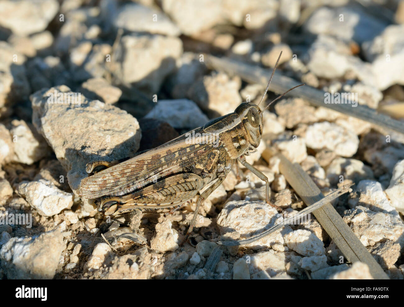 Criquet italien Calliptamus italicus grande sauterelle Pest Banque D'Images