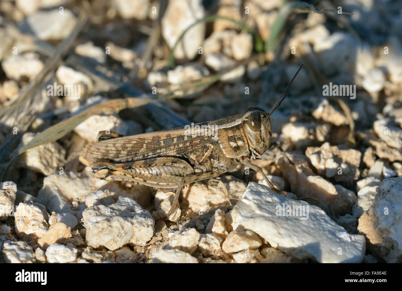 Criquet italien Calliptamus italicus grande sauterelle Pest Banque D'Images