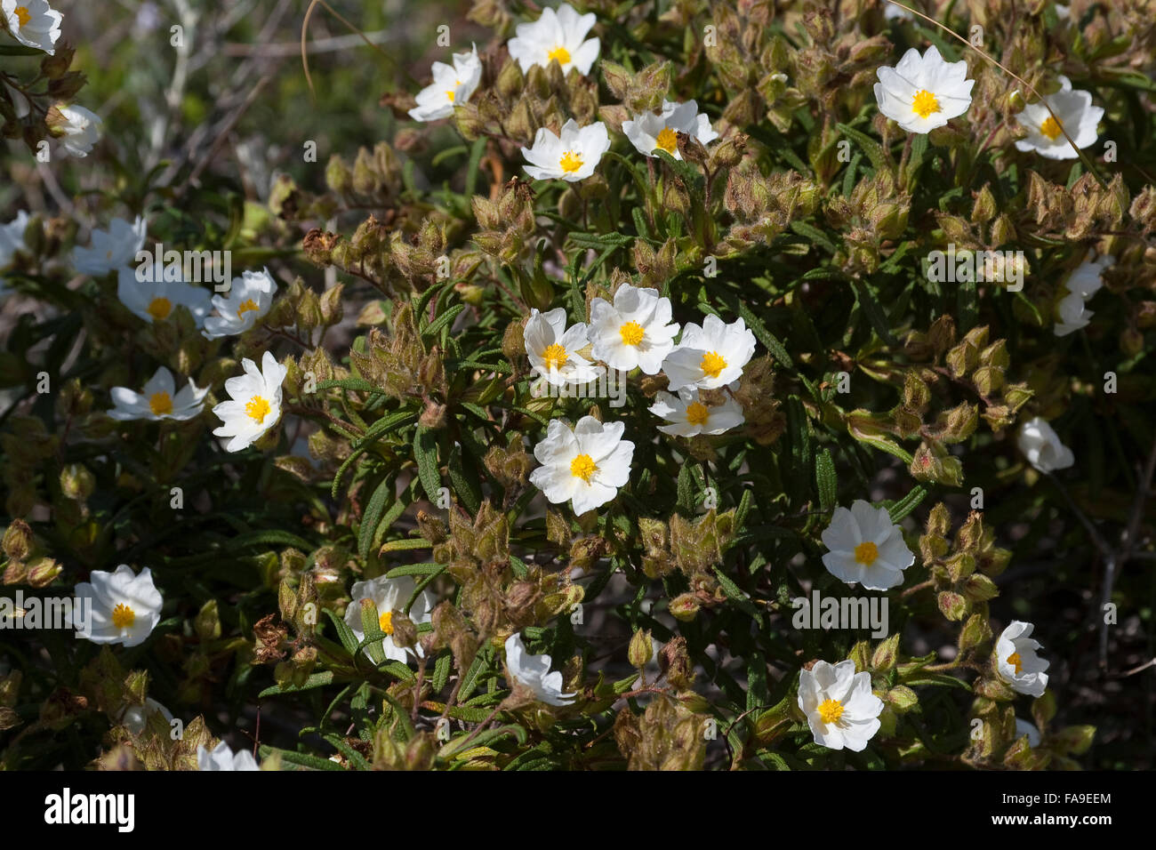 Montpelier Rock Rose, Montpelier, Rock-Rose Montpellier-Zistrose Montpellierzistrose Cistrose,,, Cistus monspeliensis Banque D'Images