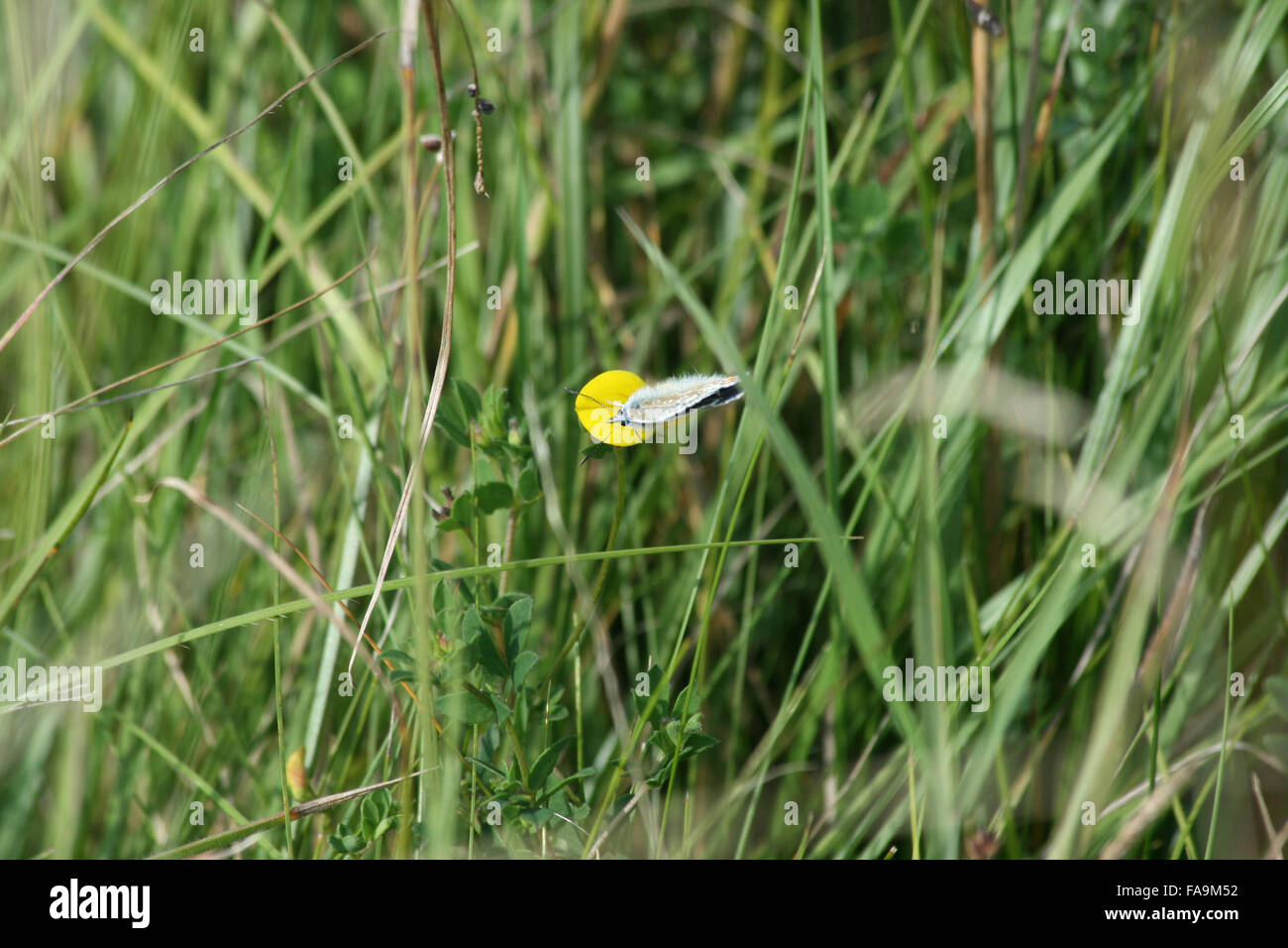 Homme chalkhill blue butterfly (Polyommatus corydon sur bird's-foot-trèfle fleur sur chalk grassland Banque D'Images