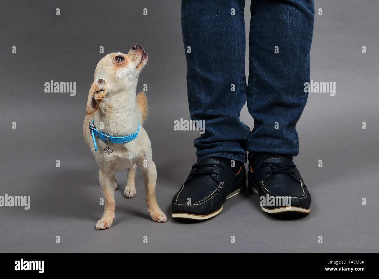 Chihuahua debout à côté de son diplôme de jambes Banque D'Images