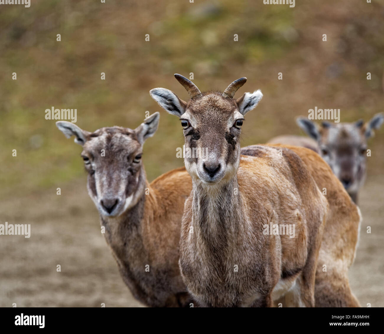 Bharal ou bleu de l'Himalaya ou de mouton (Pseudois nayaur naur) est un caprid trouvés dans le haut Himalaya de l'Inde, Népal, Bhoutan, Tibet. Banque D'Images