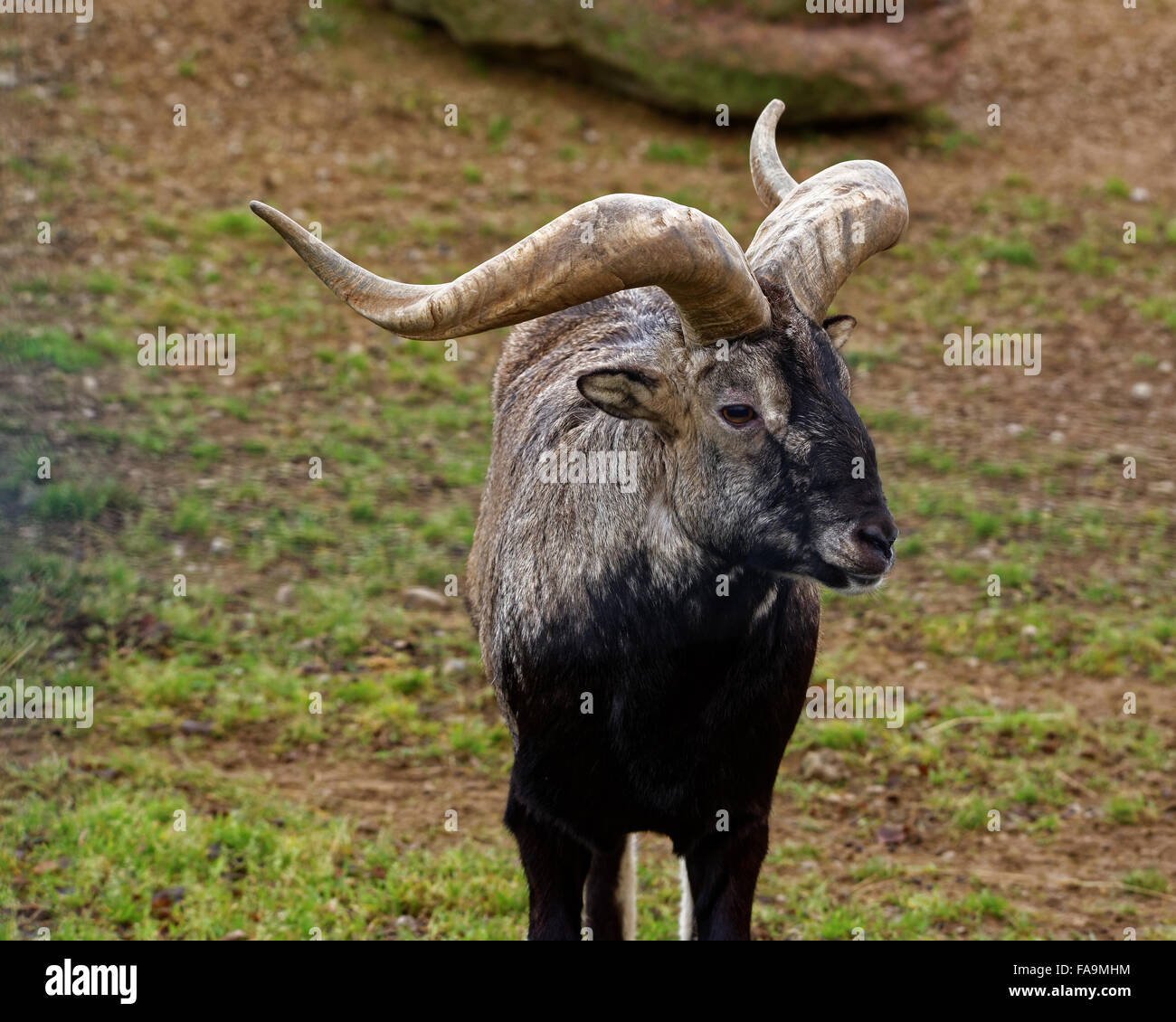 Bharal ou bleu de l'Himalaya ou de mouton (Pseudois nayaur naur) est un caprid trouvés dans le haut Himalaya de l'Inde, Népal, Bhoutan, Tibet. Banque D'Images
