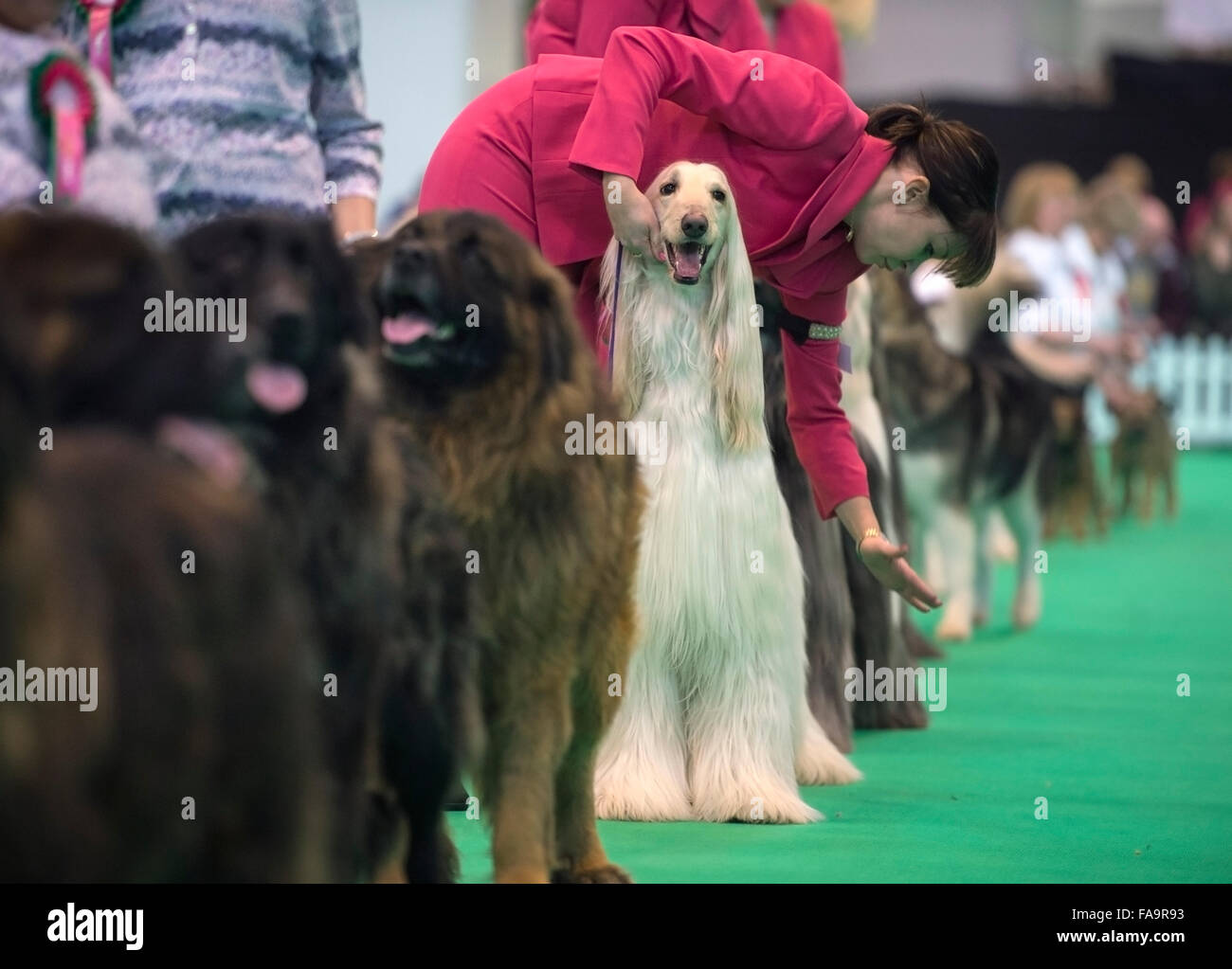 Crufts dog show à NEC, Birmingham - un Lévrier Afghan avec le nom de l'animal 'Marcus' montrant dans la section UK 2015 Breeders Cup Banque D'Images