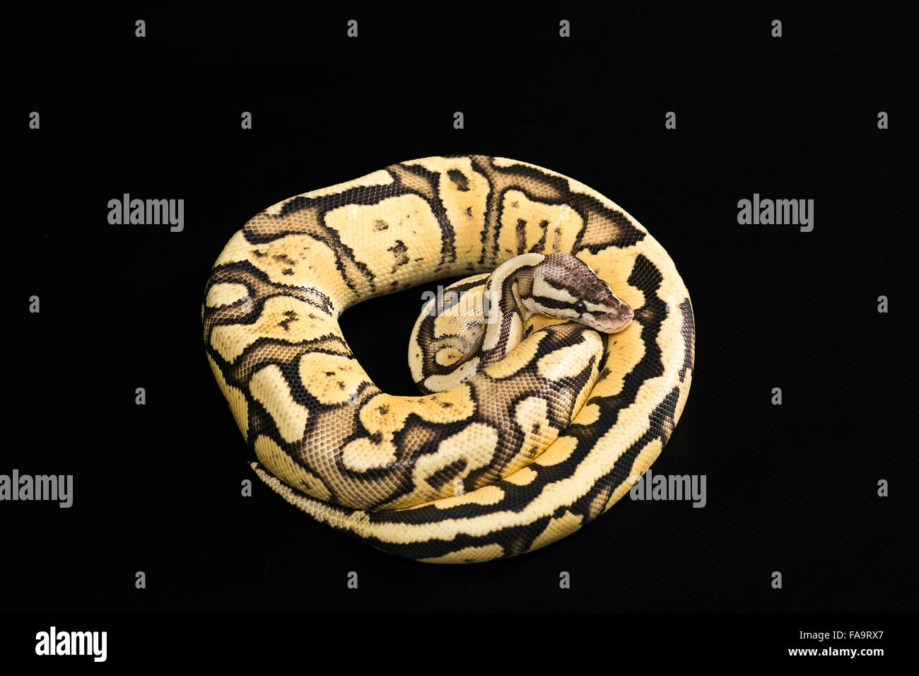 Balle femelle Python. Mutation ou Morph Firefly Banque D'Images