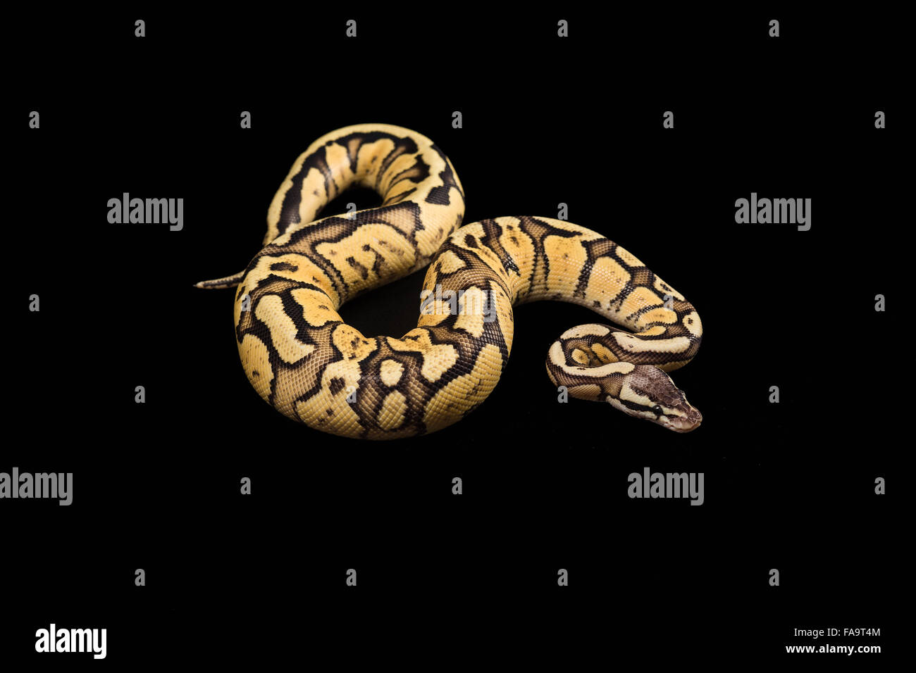 Balle femelle Python. Mutation ou Morph Firefly Banque D'Images