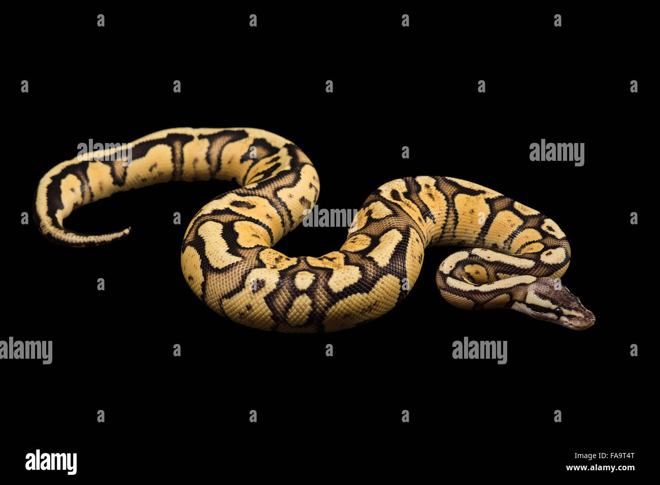 Balle femelle Python. Mutation ou Morph Firefly Banque D'Images
