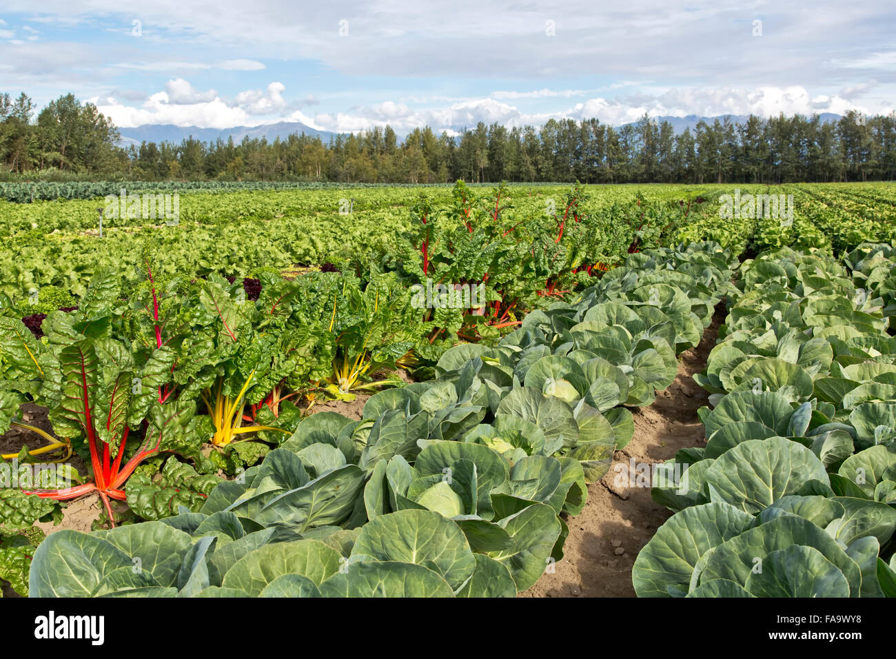 La Bette à carde colorées 'Beta vulgaris' & 'Chou Brassica oleracea' growing in field, pré la récolte. Au début de l'été. Banque D'Images