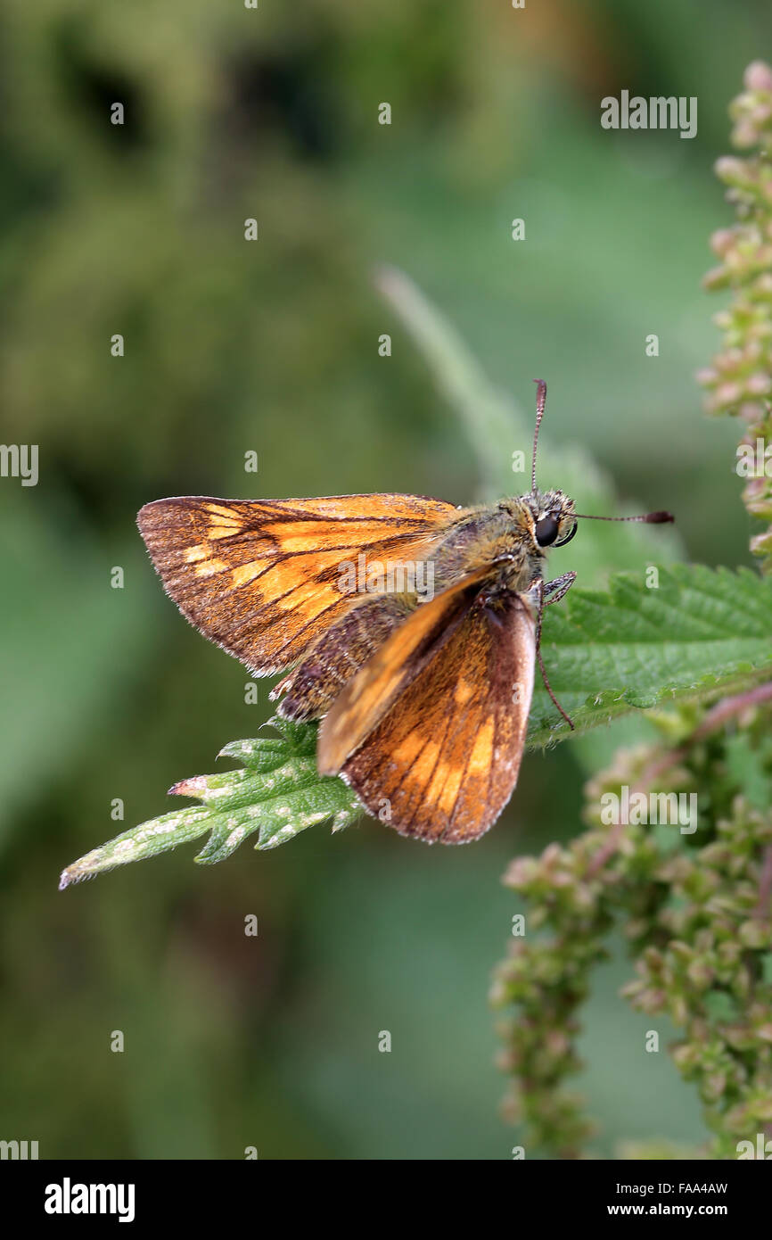 Grand Skipper butterfly (Ochlodes sylvanus) reposant sur feuille d'ortie, Gloucestershire, Angleterre, Royaume-Uni. Banque D'Images