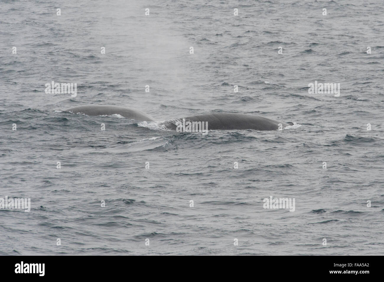 Deux rorquals communs, Balaenoptera physalus, surfaçage, près de Îles Shetland du Sud, l'Antarctique, océan du Sud Banque D'Images
