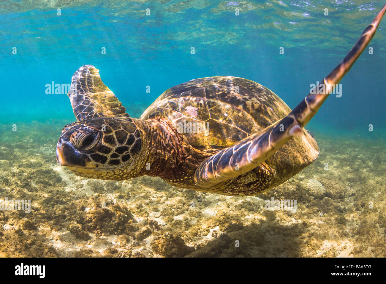 Grande Tortue Des Mers Chaudes En 5 Lettres Tortues de mer vertes croisière dans les eaux chaudes de l'océan Pacifique  d'Hawaï Photo Stock - Alamy
