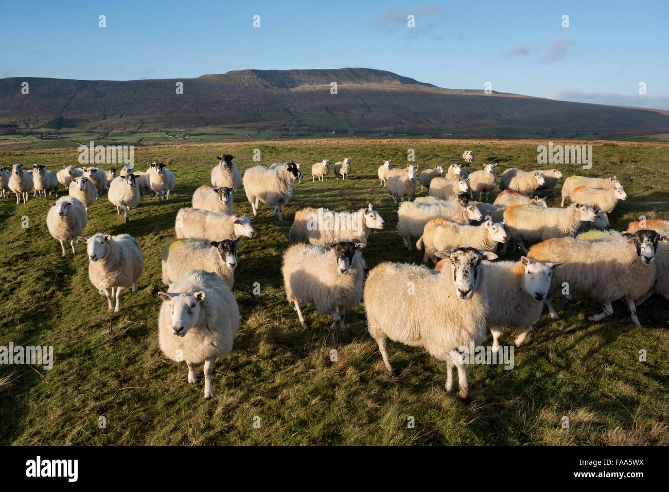 Troupeau de moutons entre le pâturage et Ingleborough pics Whernside, Ingleton, North Yorkshire, UK Banque D'Images