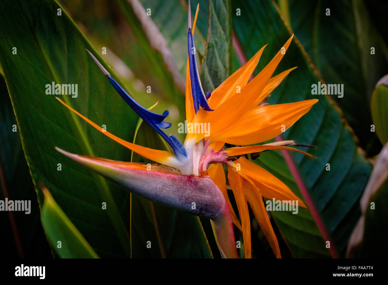 Belle fleur hawaïenne Banque D'Images