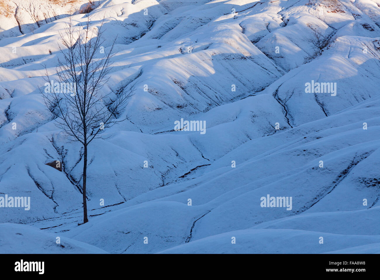 Un arbre isolé contre les collines de la Cheltenham Badlands après une chute de neige fraîche. Caledon, Région de Peel, en Ontario, Canada. Banque D'Images