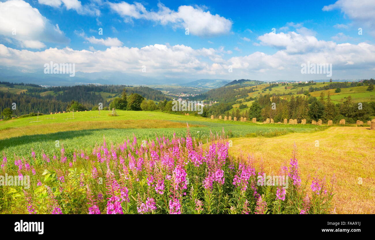 Paysage de campagne avec des fleurs de printemps, Pologne Banque D'Images
