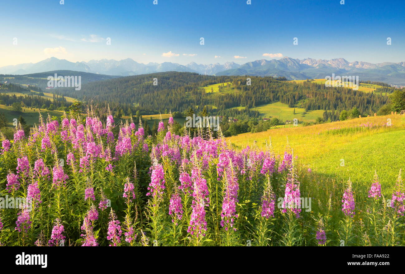 Paysage de campagne avec des fleurs de printemps, Pologne Banque D'Images