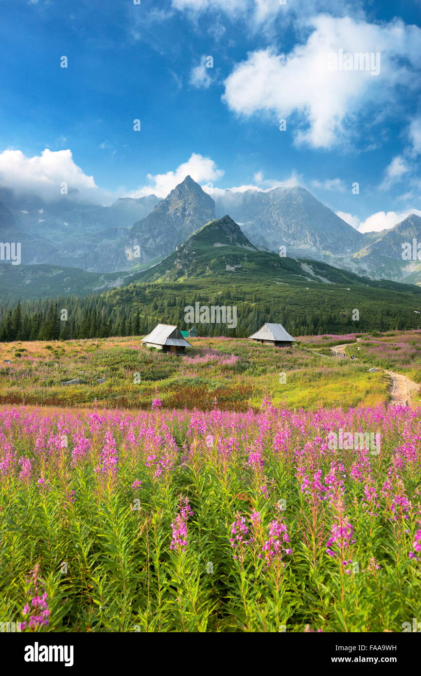 Vallée gąsienicowa, Tatras, Pologne Banque D'Images