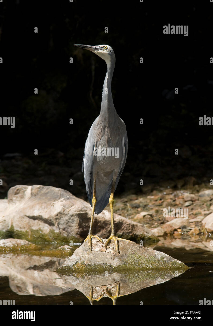 Aigrette à face blanche dans la région de River, dans le sud de l'Australie Banque D'Images