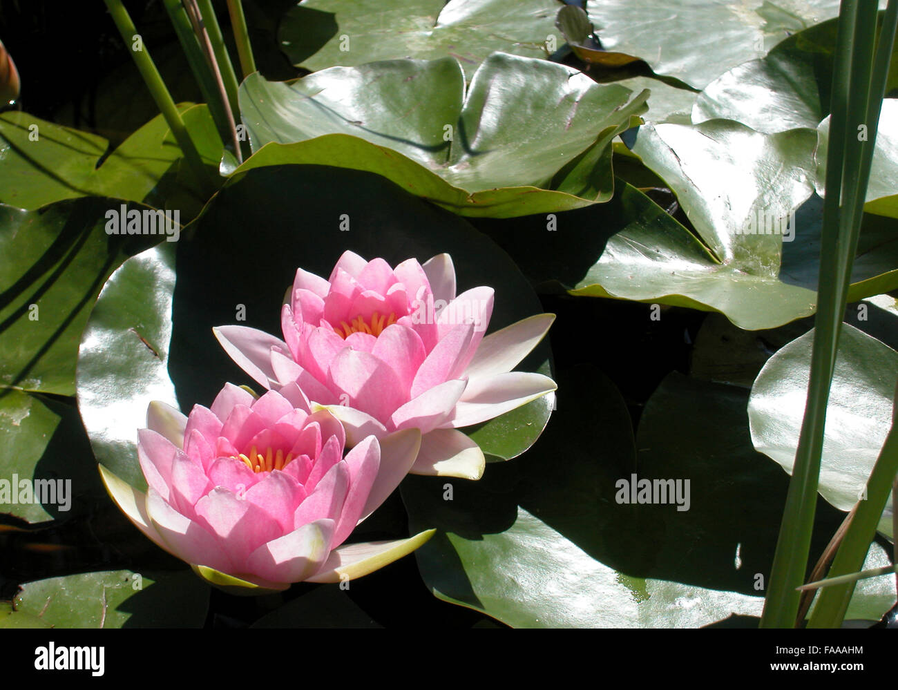 Pink water lillies Banque D'Images